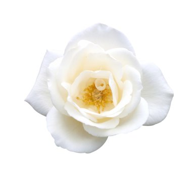 gül pembe çiçekler