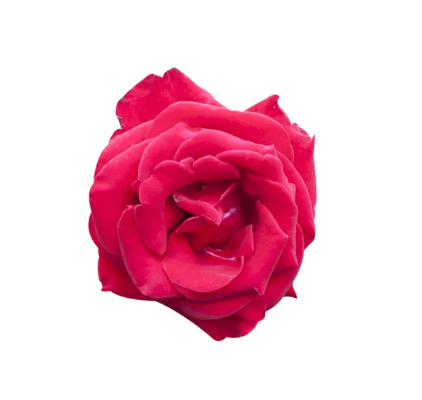 Rosa flores rosadas — Foto de Stock