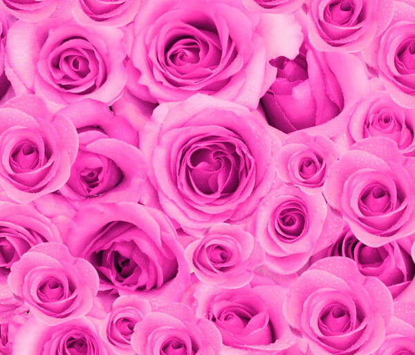 Pink Roses background 