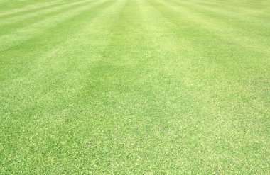 Golf sahaları yeşil çim