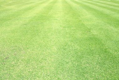 Golf sahaları yeşil çim