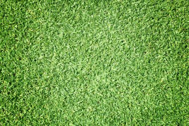 Golf sahaları yeşil çim