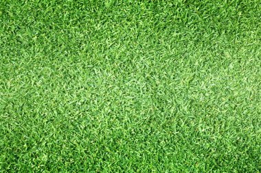 Golf sahaları yeşil çim