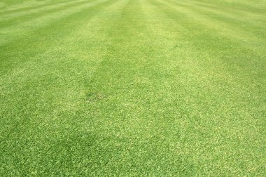 Golf sahaları yeşil çim
