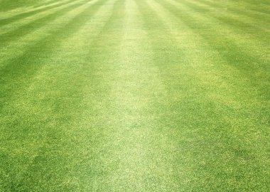 Golf sahaları yeşil çim