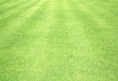 Golf sahaları yeşil çim