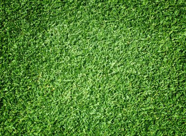 Golf sahaları yeşil çim