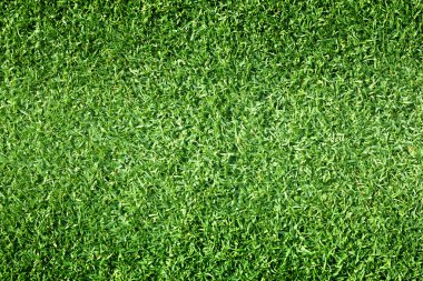 Golf sahaları yeşil çim