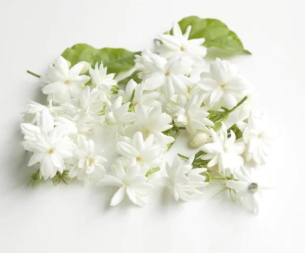 Flores de jasmim frescas — Fotografia de Stock
