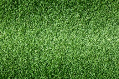 Golf sahaları yeşil çim