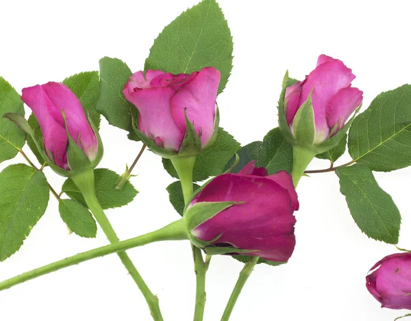 Beautiful red rose isolated on white — Stock Photo, Image