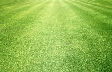 Golf sahaları yeşil çim