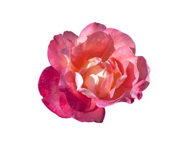 güzel kırmızı gül izole