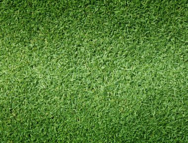 Golf sahaları yeşil çim