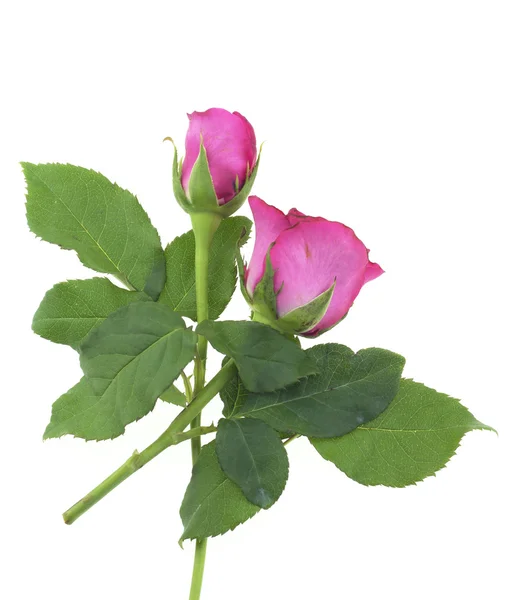 Beautiful red rose isolated on white — Stock Photo, Image