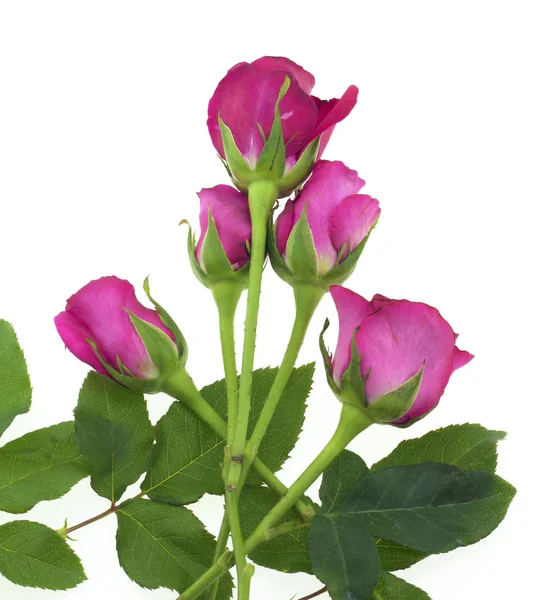 Hermosa rosa roja aislada en blanco — Foto de Stock