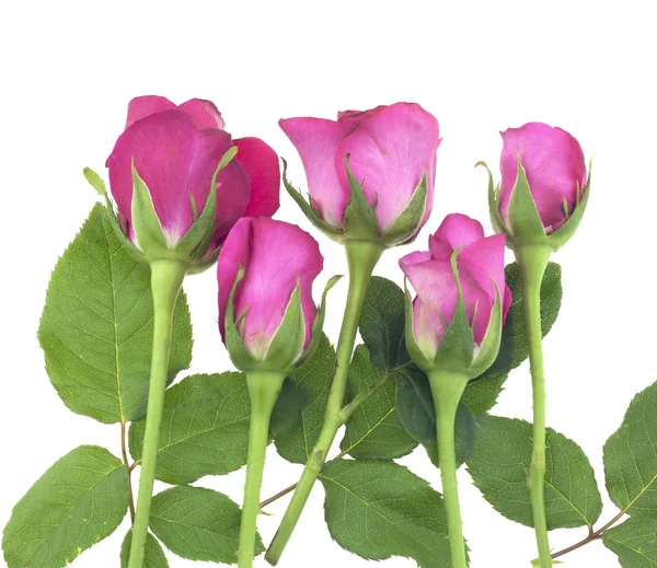 Hermosa rosa roja aislada en blanco — Foto de Stock