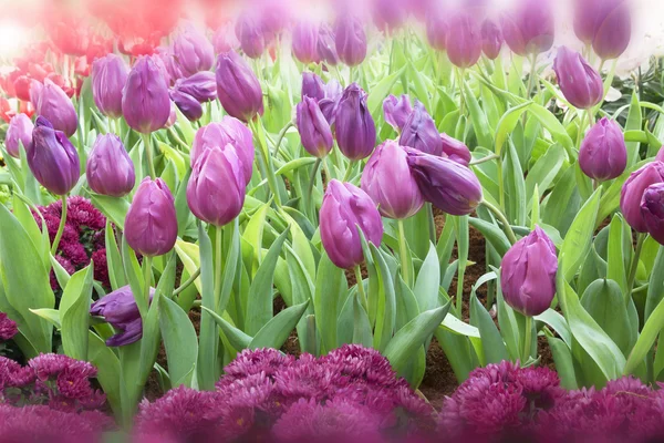 Tulip. Vacker bukett tulpaner — Stockfoto