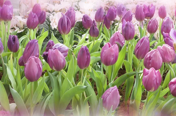 Tulip. Beautiful bouquet of tulips