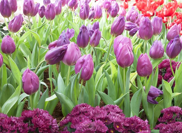 Tulip. Vacker bukett tulpaner — Stockfoto