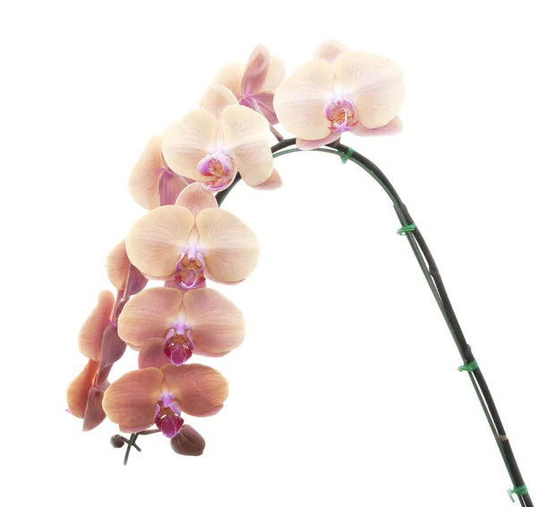 Natural Orchid flowers — Stock Photo, Image