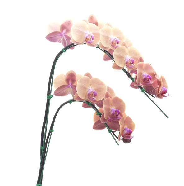 Natürliche Orchideenblüten — Stockfoto