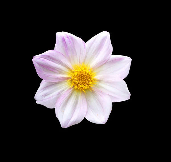 Dahlia. dalie in fiore — Foto Stock