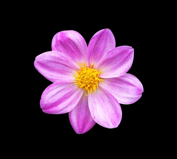 Dahlia. dalie in fiore — Foto Stock