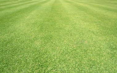 Golf sahaları yeşil çim