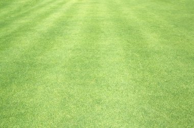 Golf sahaları yeşil çim
