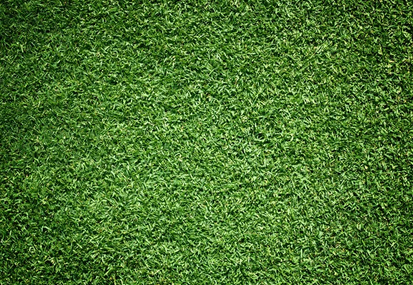 Golf sahaları yeşil çim — Stok fotoğraf