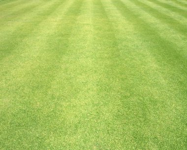 Golf sahaları yeşil çim