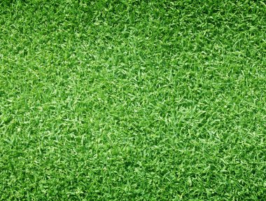 Golf sahaları yeşil çim