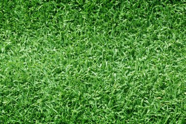 Golf sahaları yeşil çim