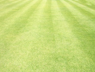 Golf sahaları yeşil çim