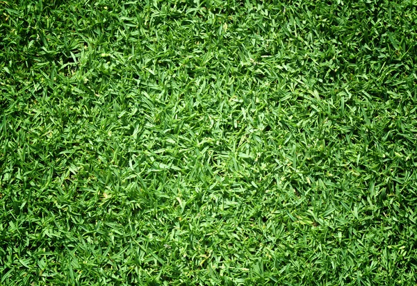 Golfových hřišť zelený trávník — Stock fotografie