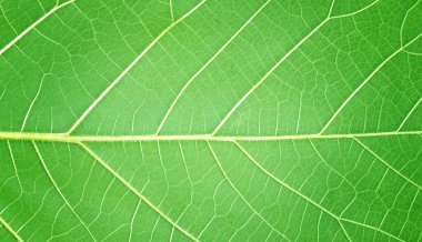 Arkaplan için soyut doğa dokusu yeşil yapraklar