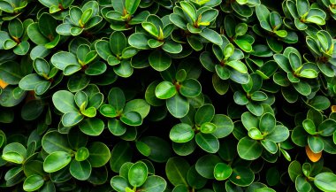 Yeşil yaprağın doğa görünümünü kapat