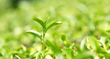 Bahçede taze çay yaprakları