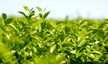 Bahçede taze çay yaprakları