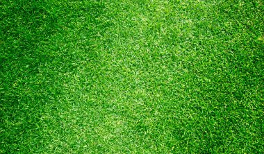 çimen arkaplan Golf sahaları yeşil çimen desenli arka plan.