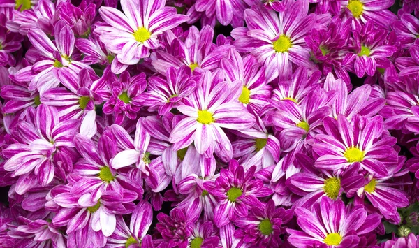 Pink Chrysanthemums Daisy Flower Use Background — Stock Photo, Image