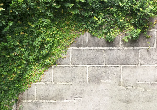 Grüne Schlingpflanze — Stockfoto