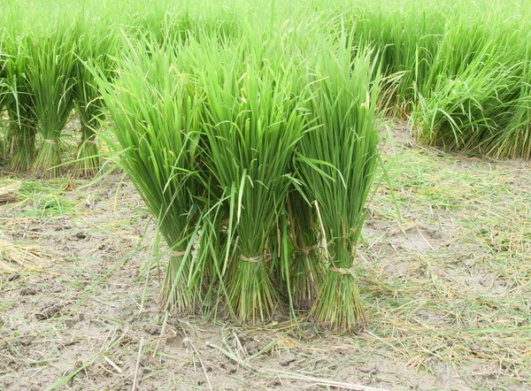 Саженцы риса — стоковое фото