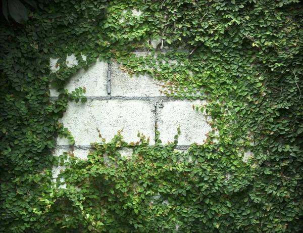 Grüne Schlingpflanze — Stockfoto