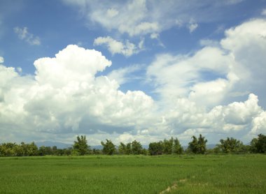 Yeşil pirinç tarlaları