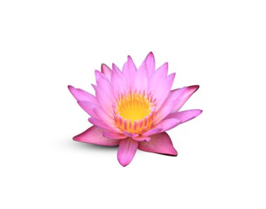  Lotus