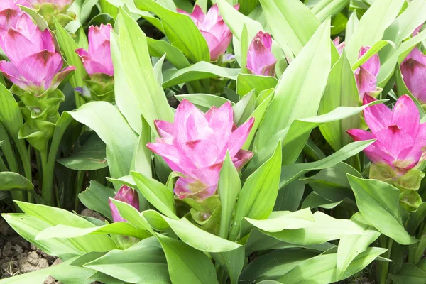 Champ de fleurs de tulipes siam — Photo