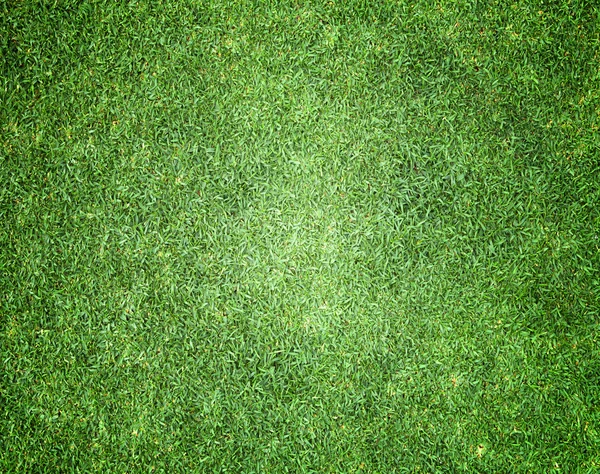 Grass background — Stock Photo, Image