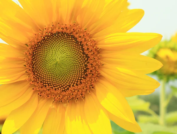 Solros gul blomma — Stockfoto